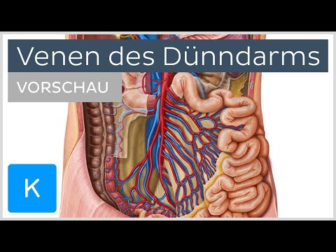 Venen des Dünndarms - Verlauf und Funktion (Vorschau) | Kenhub