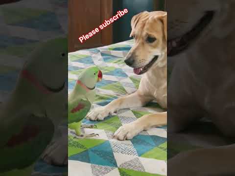 dog #and #parrot# playing #youtube# video 🦜🦜🦜🦜🦜🐕🐕🐕🐕🐕👍👍👍👍🙏🙏🙏🙏