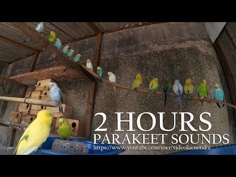2 HOUR PARAKEET CHIRPING - BUDGIE'S SOUNDS - JULY-15-2019