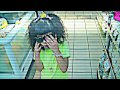BABY KAELY CRAZY PEOPLE 6 YEAR OLD KID RAPPER
