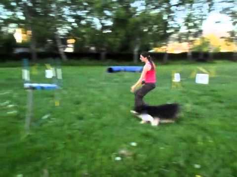 Trénink agility 18.5.2011