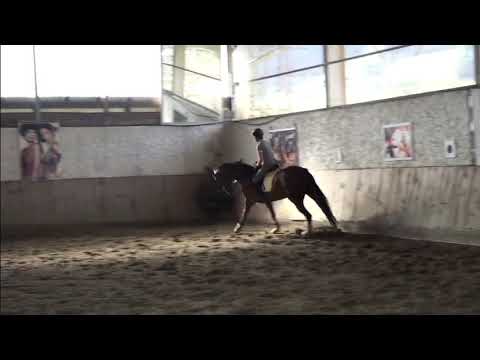 Bella 5jährige Stute von Benicio x Londonderry