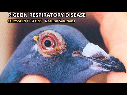 Tratamente naturale pentru coriza, infecții respiratorii și oculare la porumbei | Ghid complet