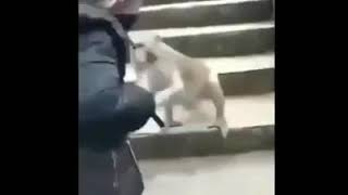 Download lagu Video Lucu Dubbing Onder Sepot | Versi Kata Baba♪ mp3