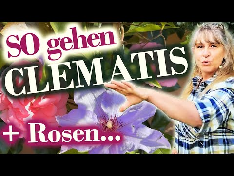 CLEMATIS - Blütenpracht: Die perfekte Kombi von ROSEN und Clematis für Ihren Garten! FÜLLE & FARBEN