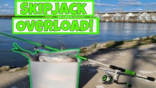 Catching Skipjack at Wheeler Dam