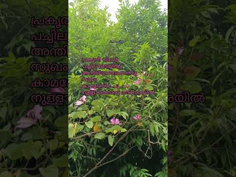 Pushpagandhi | Vayalar Ramavarma | KJ Yesudas | KJ Yesudas | B Vasantha | #beautifulevening