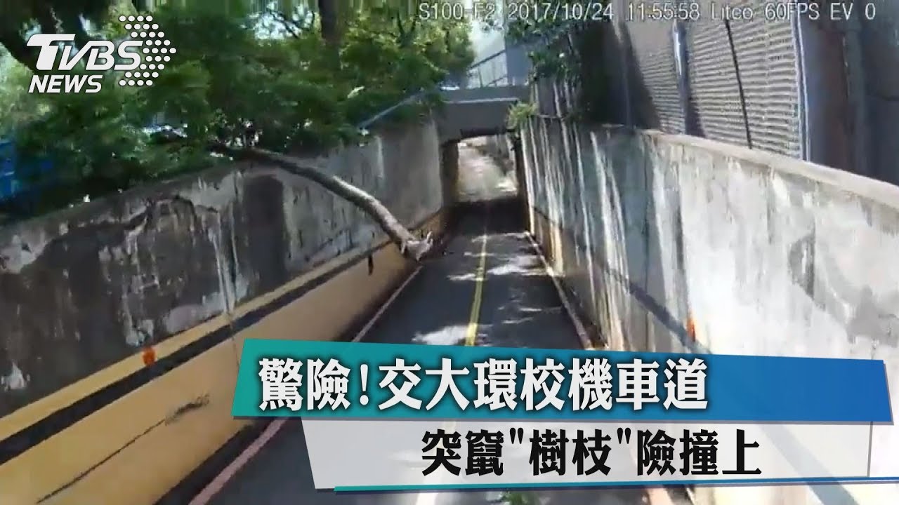 驚險!交大環校機車道 突竄「樹枝」險撞上