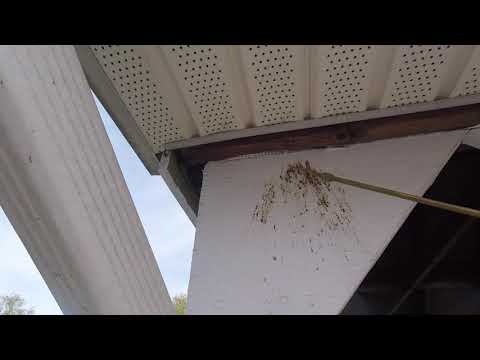 Kamikaze Carpenter Bees in Bridgewater Township, NJ