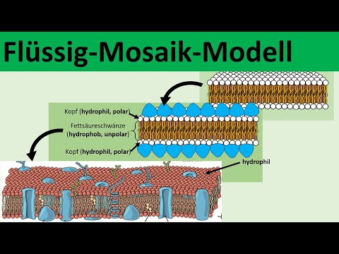 Liquid Mosaic Model [Model Concepts of the Biomembrane] - [Biology, Advanced Level]