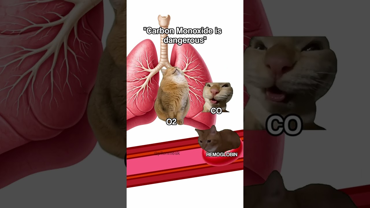 How the Body Moves Oxygen