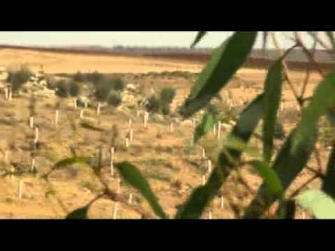 The Tale of  a Sapling