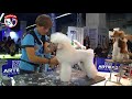 Caniche - PELUQUERÍA CANINA CANICHE - POODLE DOG GROOMING MASTERS IN ARTERO CHAMPIONSHIP