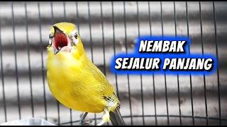 Download lagu Masteran Pleci Nembak Sejalur Panjang mp3