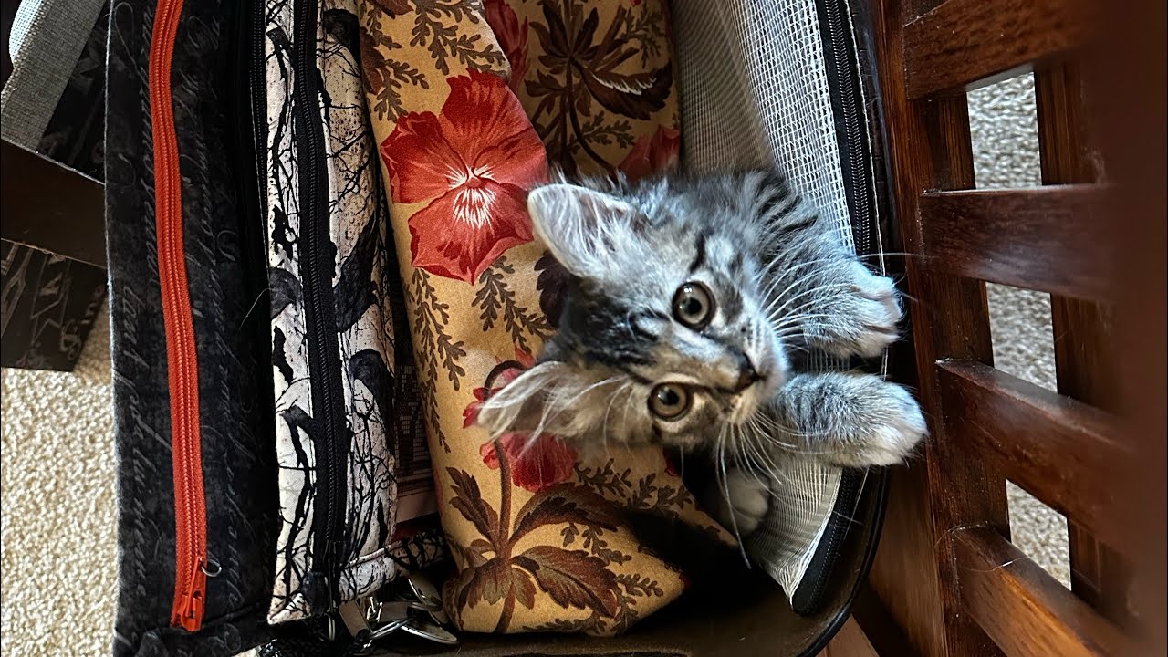 Flosstube #74 More Fall Stitching & Projects, Plus a New Family Member!