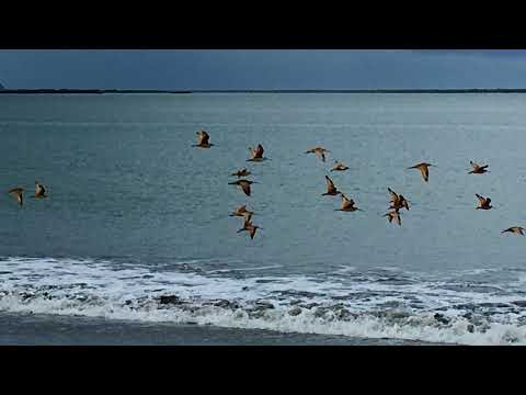 Lusine Icl ~ Language Barrier