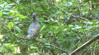 キジバト KIJIBATO