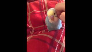 なでなでピッピ