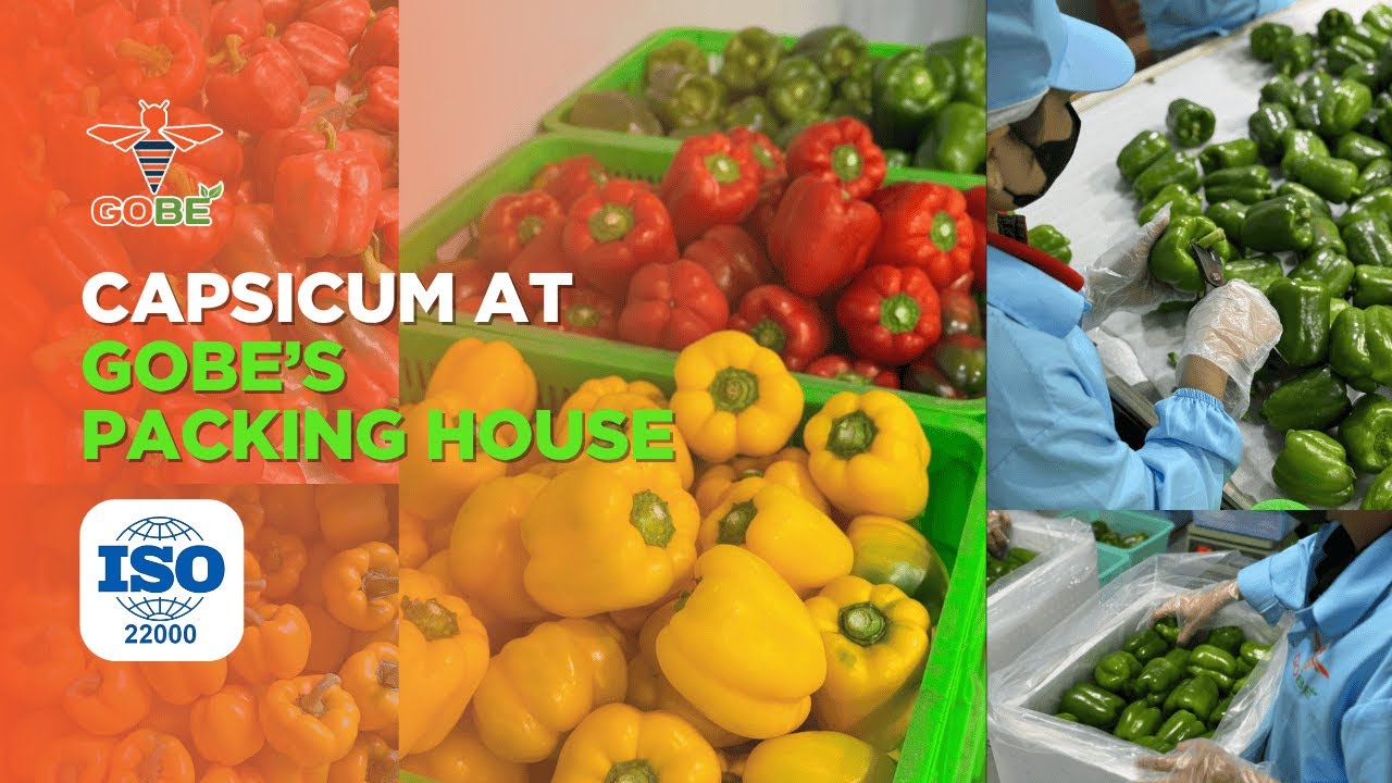 GOBE Capsicum Packing Process | ISO: 22000 Certified | Premium Quality from Vietnam