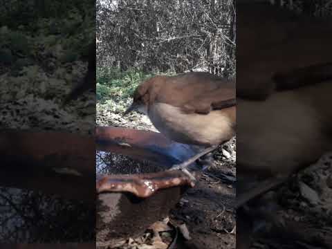 Birdday 099 Hornero 2907 25