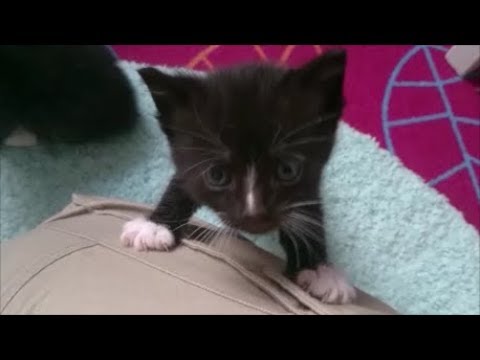 7 süße Katzenbabys - Katzen Babys - spielen - 6 Wochen alt - Babykatze - Babykatzen