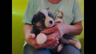 Video preview image #1 Miniature Australian Shepherd Puppy For Sale in BOUSE, AZ, USA