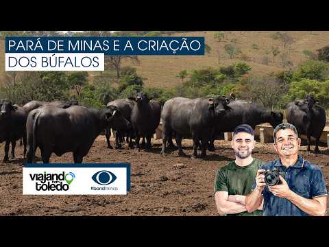 A cidade de Pará de Minas e a criação dos Búfalos!