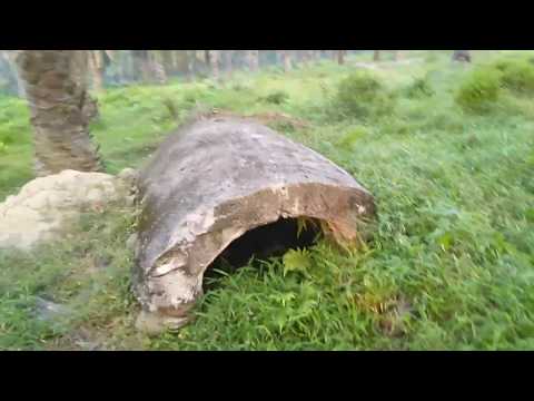 6100 Koleksi Foto Penampakan Suku Mante Terbaru