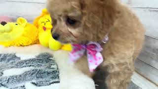 ハーフ犬の動画01