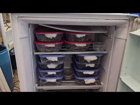 Converting Old Freezer into a White Worm Cooler