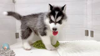 シベリアンハスキーの動画01