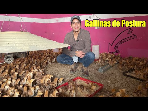 , title : 'Gallinas Ponedoras ¿RENTABLE PARA NEGOCIO? | Pollitas de Postura | ¿Cuál raza es mejor para Huevos?'