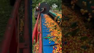 Extreme Technology Behind Cherry Harvesting