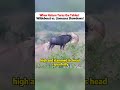 Wildebeest Vs Lionesses Showdown Wildlife EpicBattle NatureFight AnimalKingdom Survivalstory