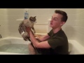 Cómo bañar a tu gato