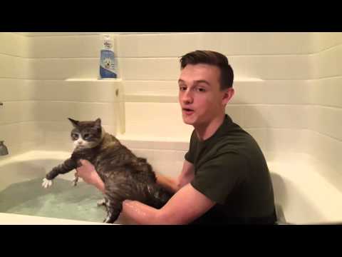 How to wash your cat - YouTube