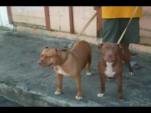 bima toujoufrèche FIN