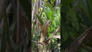 A desert orchid in Hawaii 🌴 Subscribe to my channel to see more!