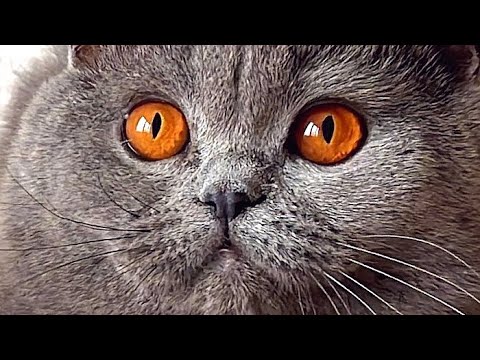 British Shorthair Cat Eyes Color