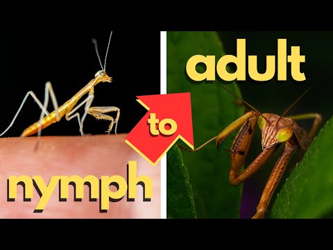How to Raise a Mantis  | The Ultimate Mantis Keeping Guide
