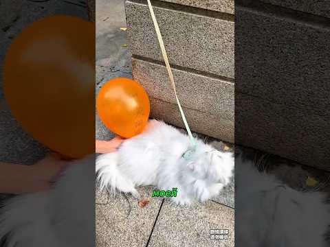 «Волшебные испытания Майи» #viralvideo #shortvideo