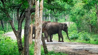 preview picture of video 'സൂക്ഷിക്കണം നാഗർഹോളെ ചെക്പ്പോസ്റ്റ് വഴി പോകുമ്പോൾ Elephants crossingroads #manukadakkodamphotography'