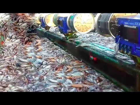 Modern Fastest commercial automatic squid fishing videos, Catch a lot of live squid on Big Boat