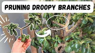 jade pruning and propagation IN WINTER...can you do that?