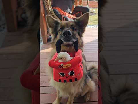 SKĄD ASIOR MIAŁ DZIECIOKA?