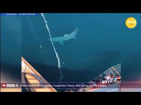 The largest shark recorded on video, more than 30 feet long.