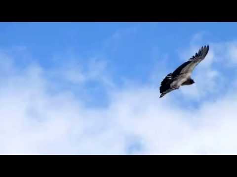 Cóndor en Cerro Tronador