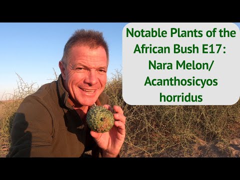 Notable Plants of the African Bush E17: Nara Melon/Acanthosicyos horridus