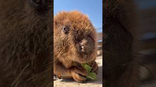 5月のえいたくん🥰 Eita in May 🥰 #ビーバー #beaver #cuteanimals #かわいい動物 #癒し #animalshorts