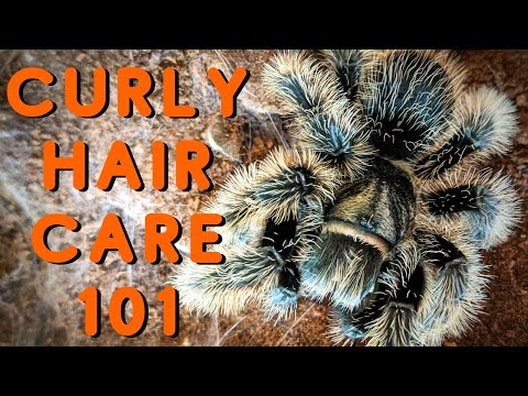 Curly Hair Tarantula Care | Good Tarantulas for Beginners? Tliltocatl albopilosus